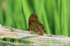 田んぼの蝶