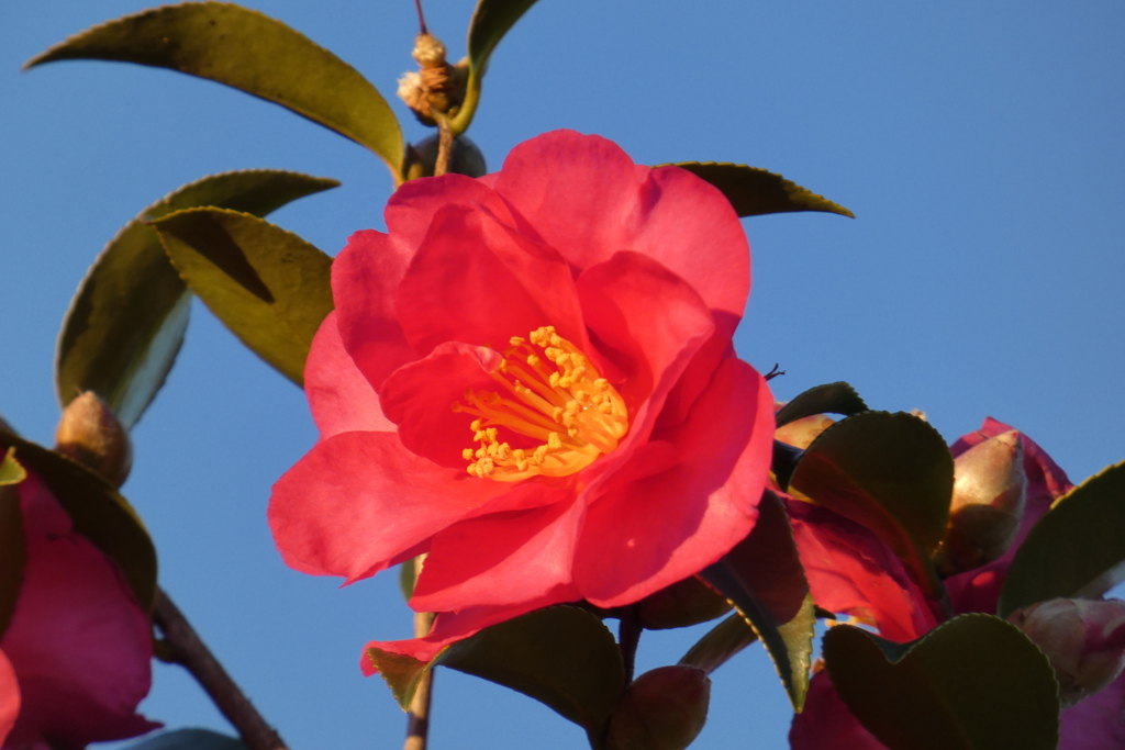 冬至の朝の山茶花