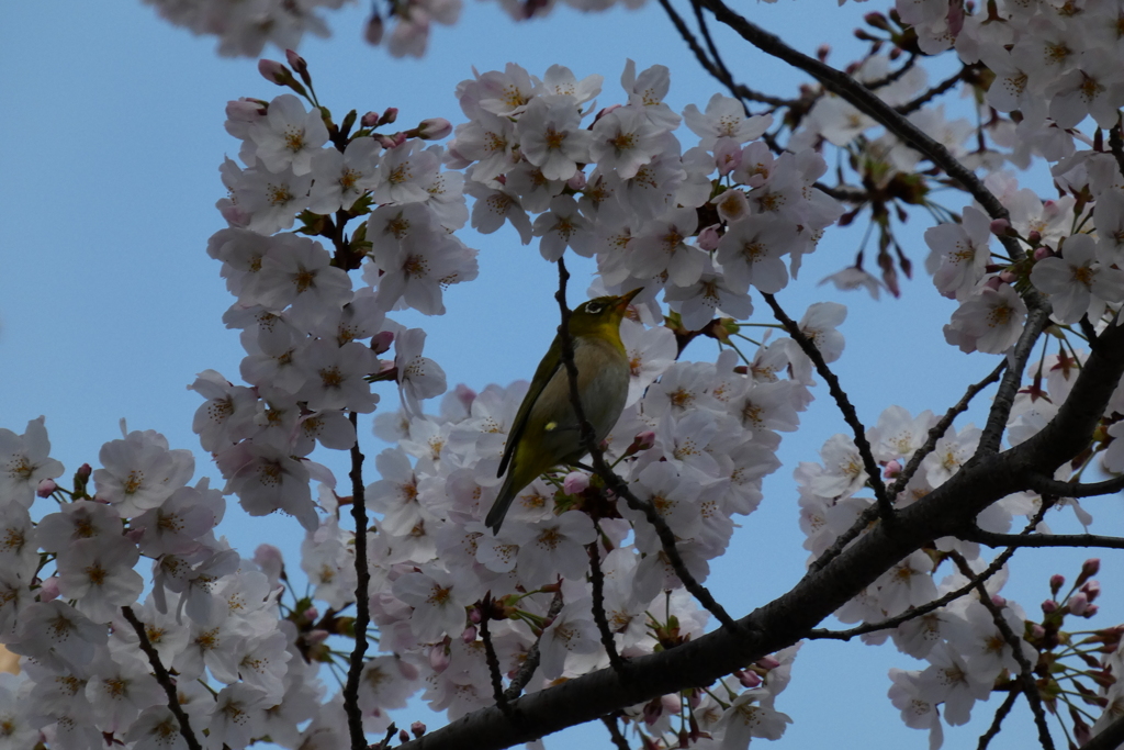 桜にメジロ