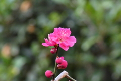 去年と同じ紅梅