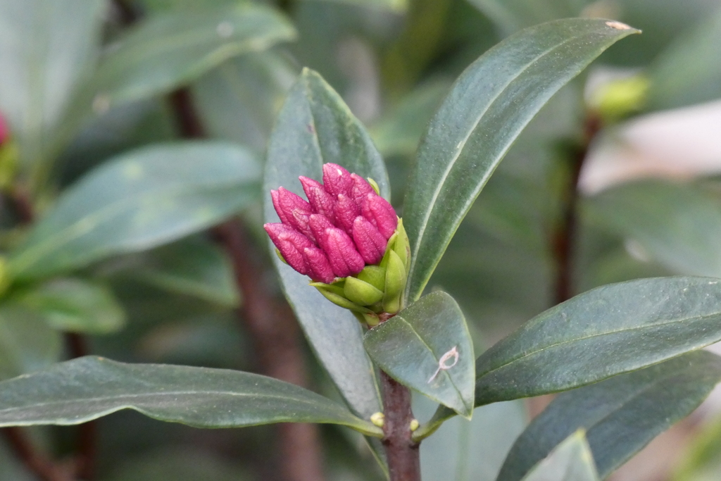 去年と同じ沈丁花の蕾