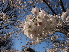 桜（２）