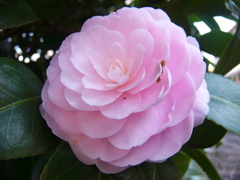 椿