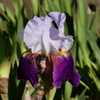 菖蒲（２）