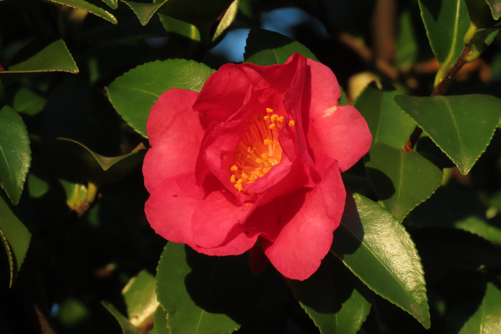 山茶花（２日目）