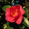 山茶花（２日目）