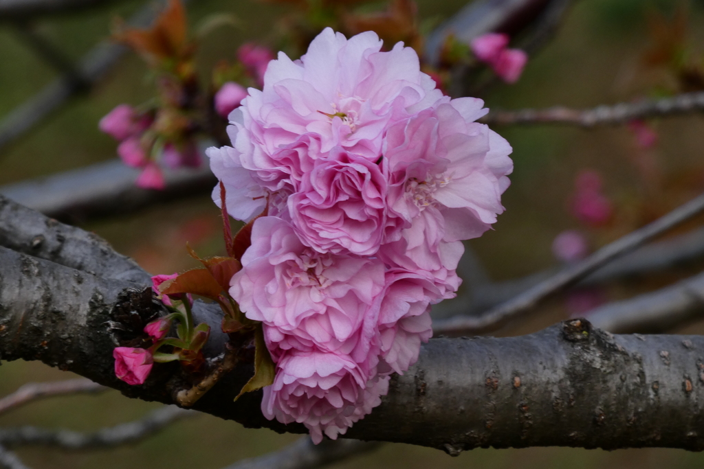 ３月末日　公園の八重桜