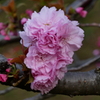 ３月末日　公園の八重桜