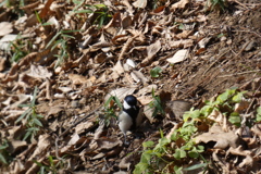 公園の斜面にいたシジュウカラ