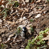 公園の斜面にいたシジュウカラ
