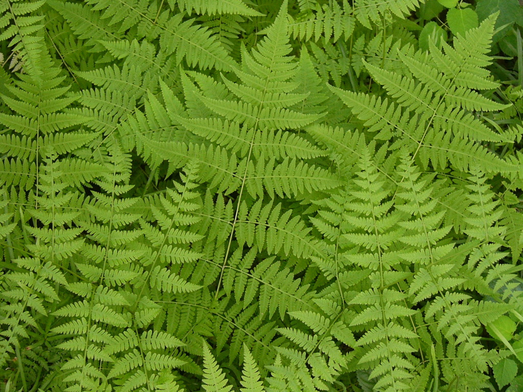 木陰のシダ（FZ1）