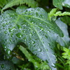雨上り（２）（FZ1）