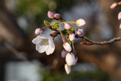 目の高さの桜