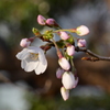 目の高さの桜