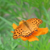 キバナコスモスに蝶