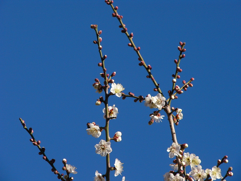 梅の花