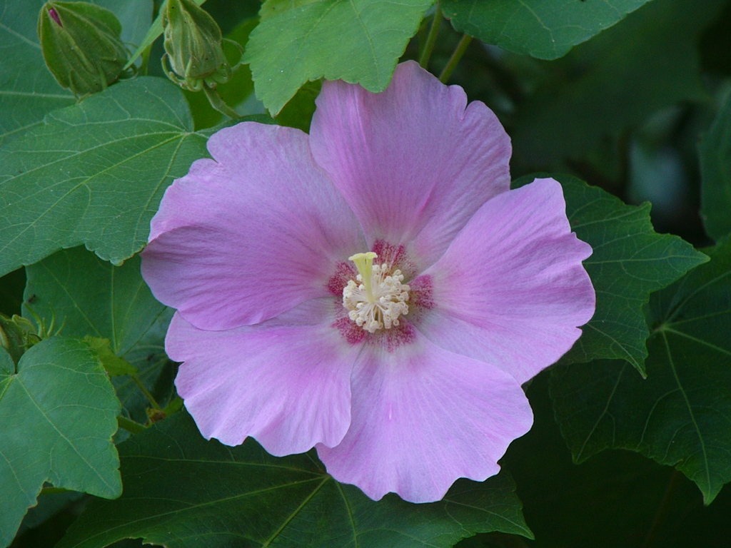 芙蓉
