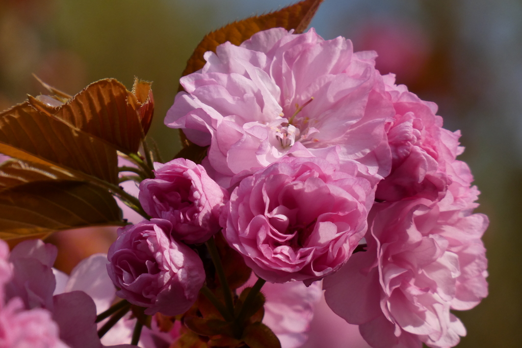 八重桜