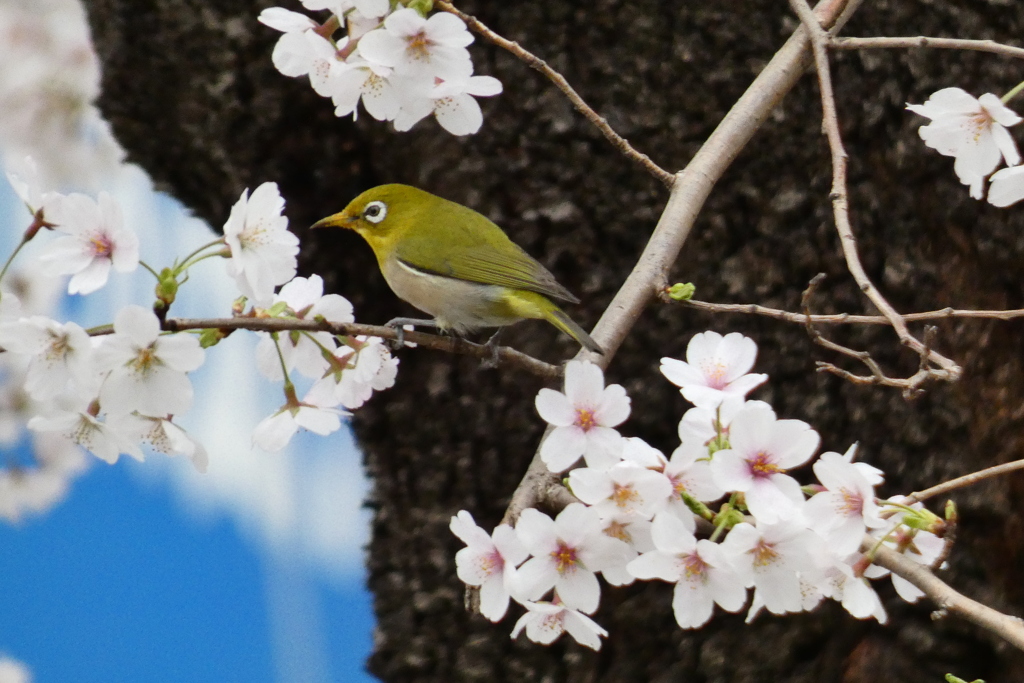 桜にメジロ