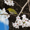 桜にメジロ