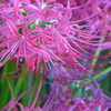彼岸花（１）（FZ1）