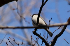 シジュウカラ（１）