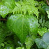 雨上り（１）（FZ1）