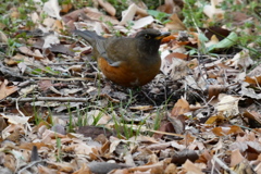 公園にいたアカハラ（２）