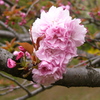 ４月１日の朝　昨日と同じ八重桜（FZ1）