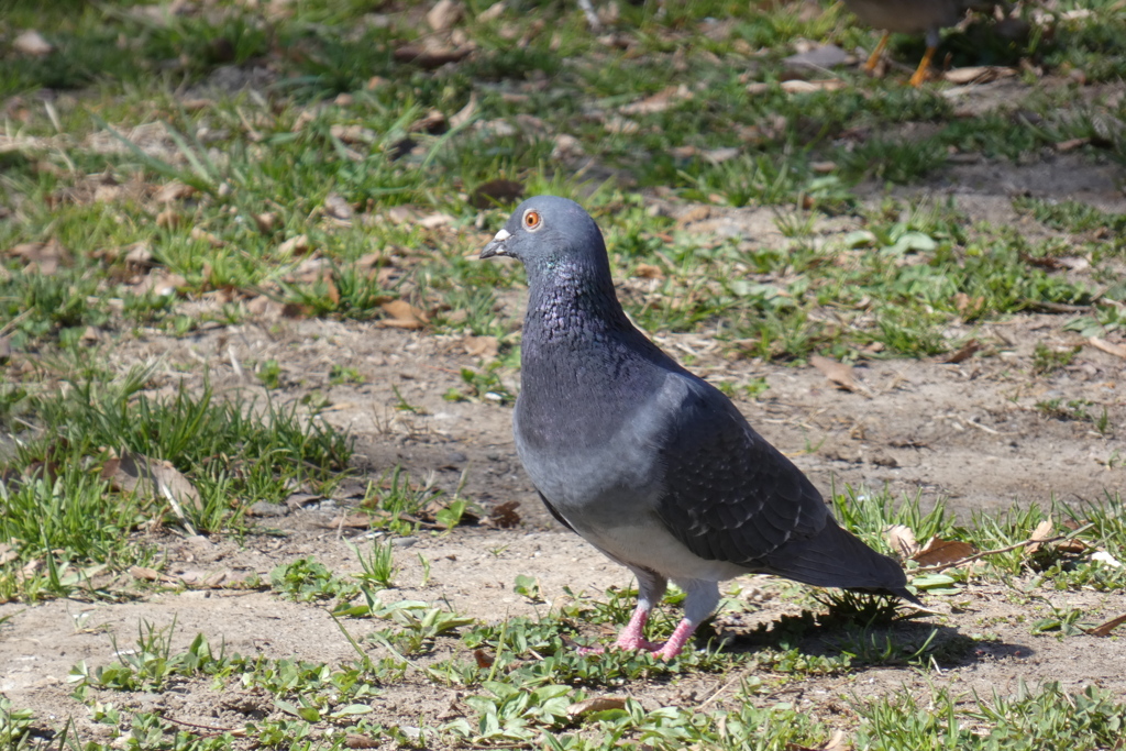 椋鳥の近くにいたハト