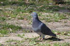 椋鳥の近くにいたハト