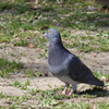 椋鳥の近くにいたハト