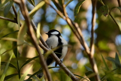 公園のシジュウカラ