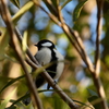 公園のシジュウカラ