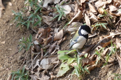 公園の斜面にいたシジュウカラ