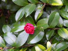 遅咲きの山茶花