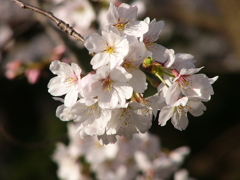 桜（３）