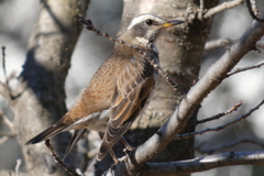 ツグミ（２）（２月）
