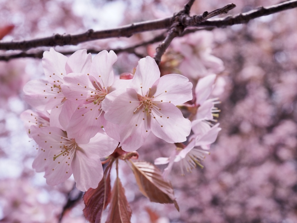 桜