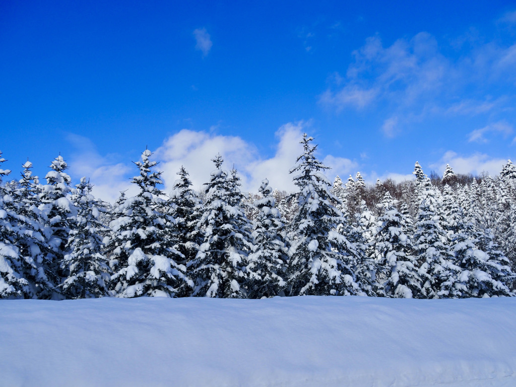 新春雪景色
