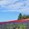 上富良野の空とお花畑