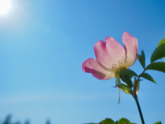 太陽に向かって