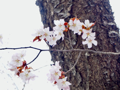 かわいい桜