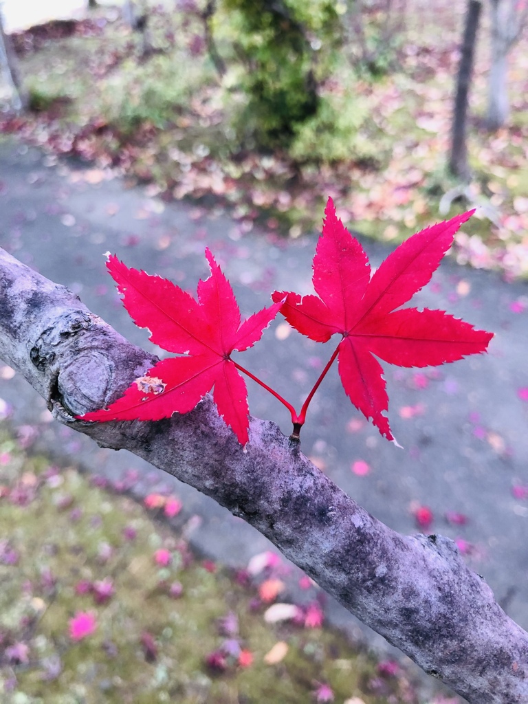 仲良し