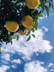 美味しそう