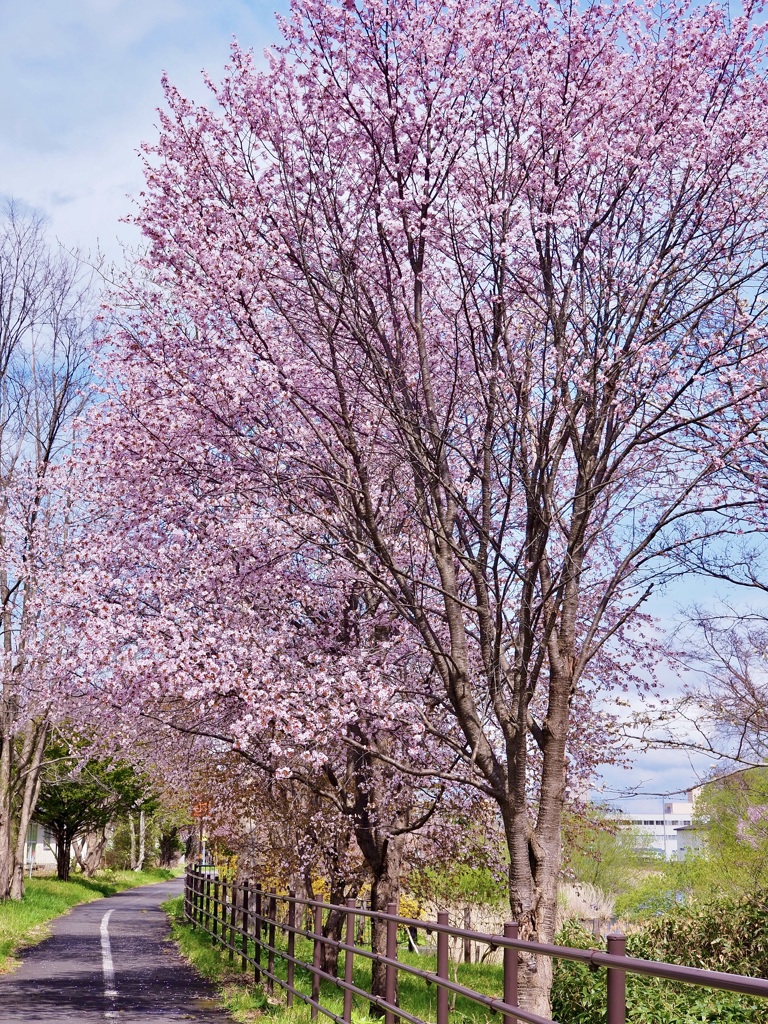 サイクリングロードの桜