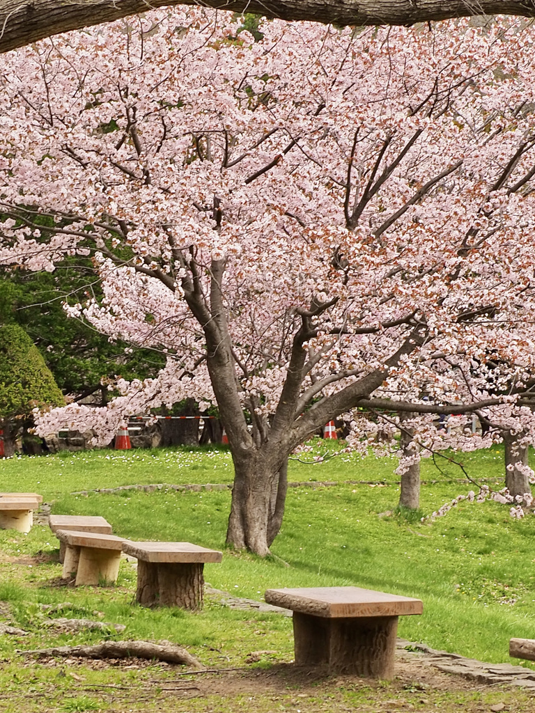桜の木