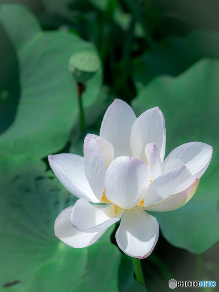 (lotus)