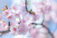 （咲き始めました！）