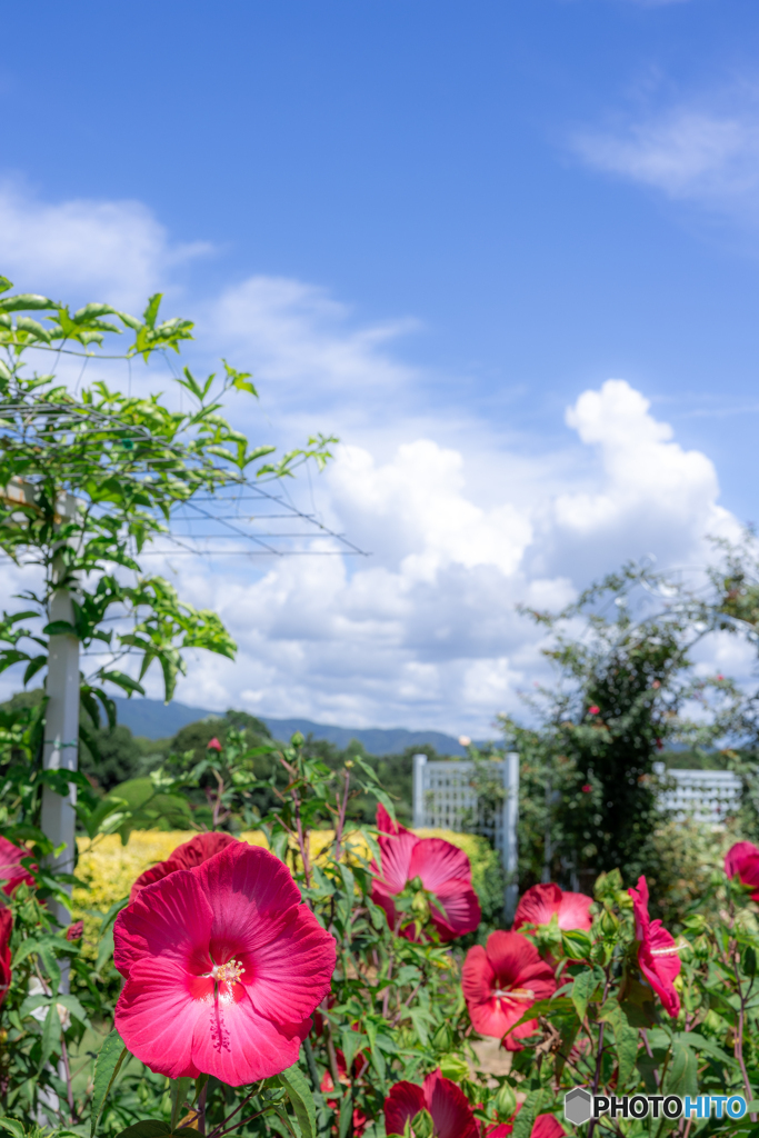 （夏空）